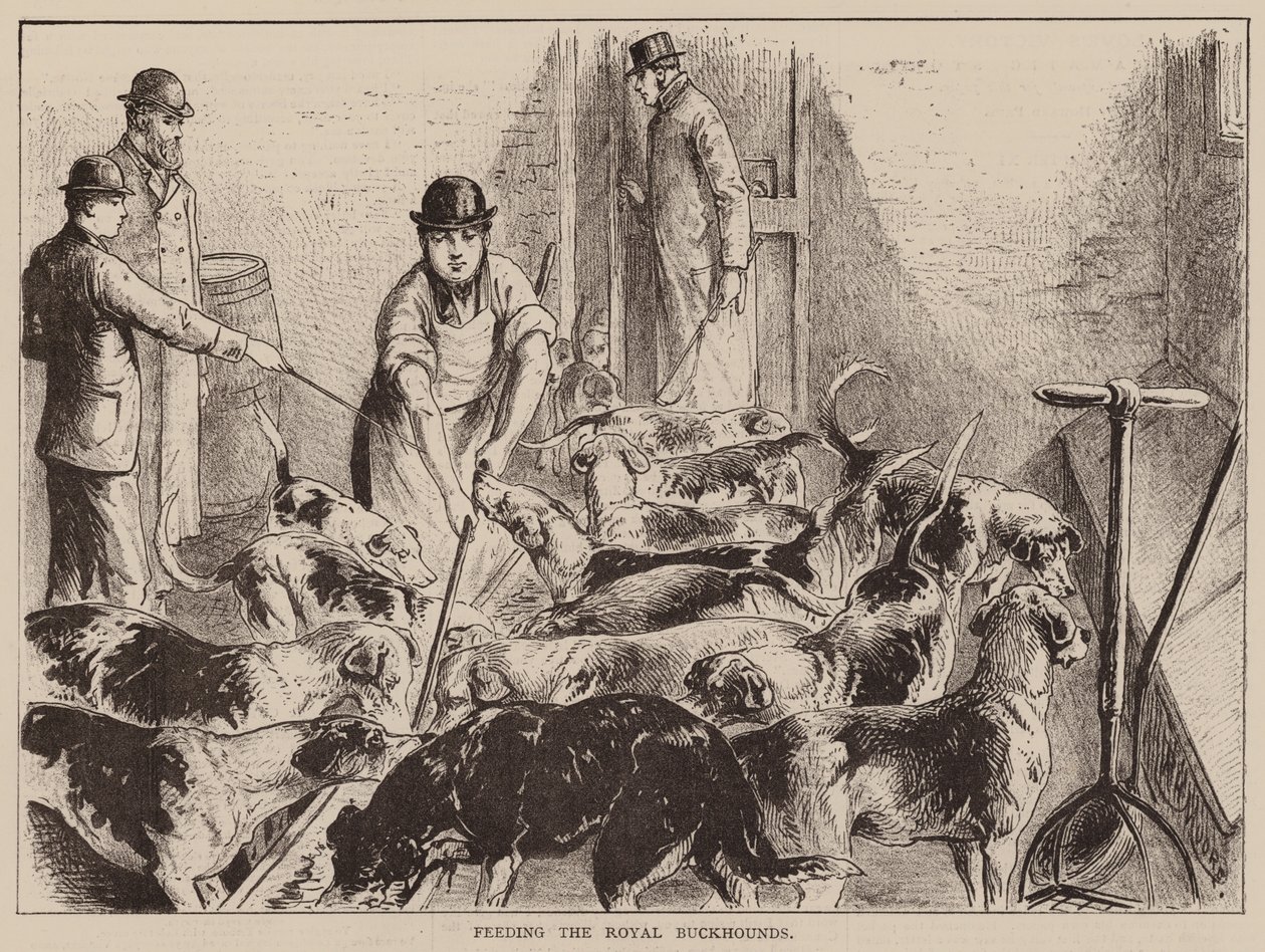 Fütterung der königlichen Jagdhunde (Gravur) von English School