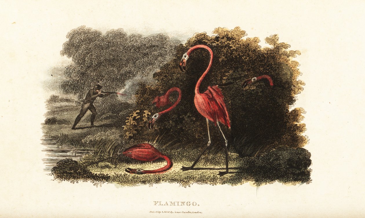 Flamingos schauen erstaunt zu, wie ihre Gefährten von einem Jäger getötet werden von English School