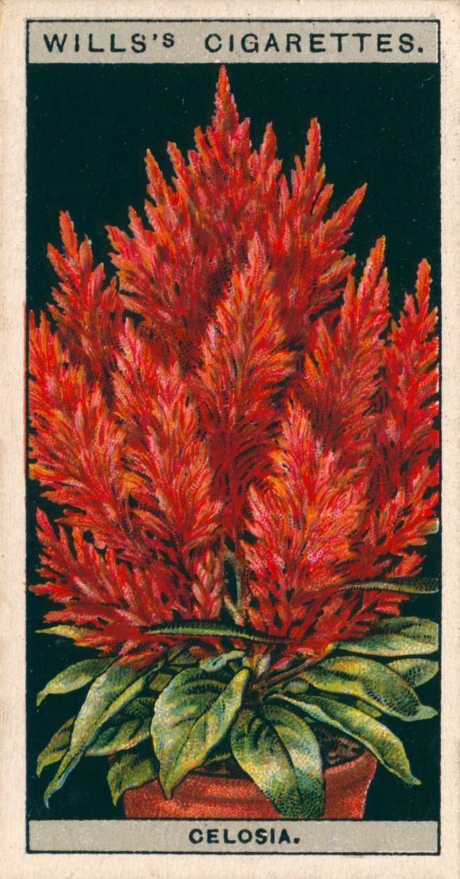 Blumenkultur in Töpfen: Celosia von English School