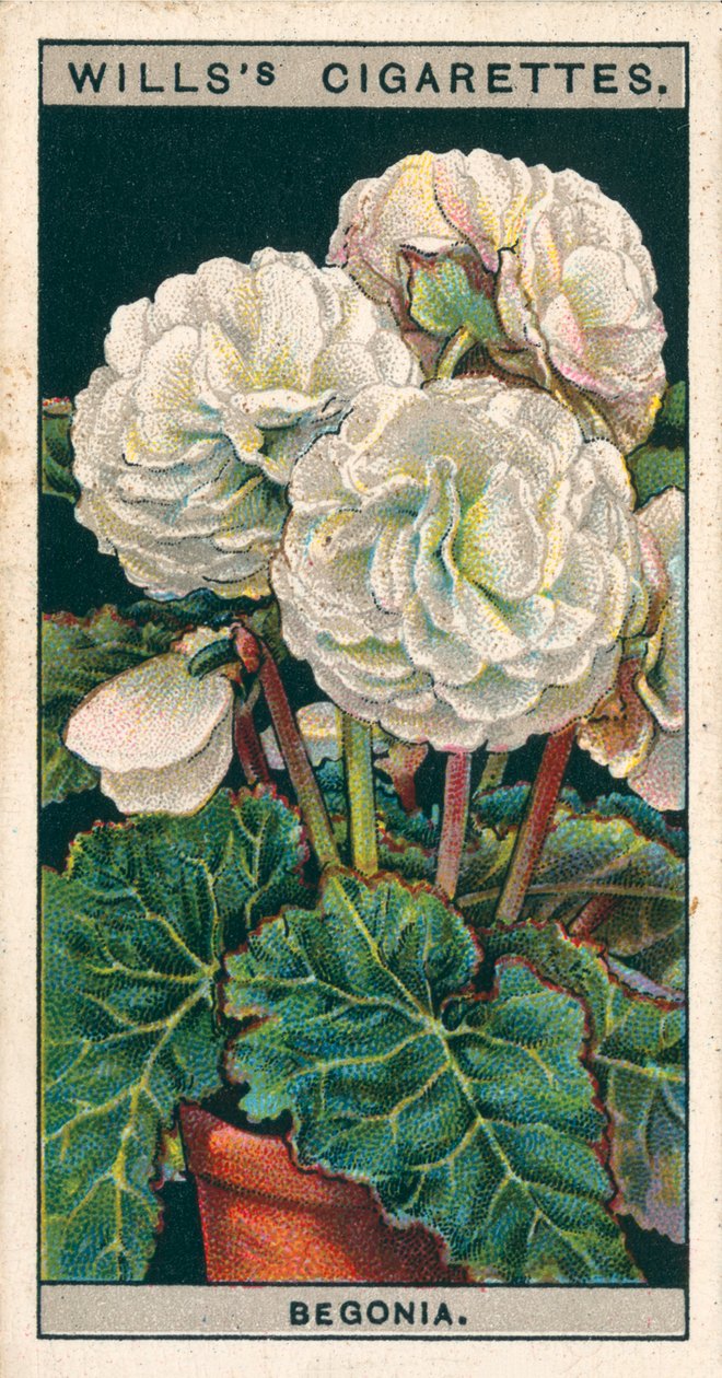 Blumenkultur in Töpfen: Doppelte Knollenbegonie (Chromolithografie) von English School