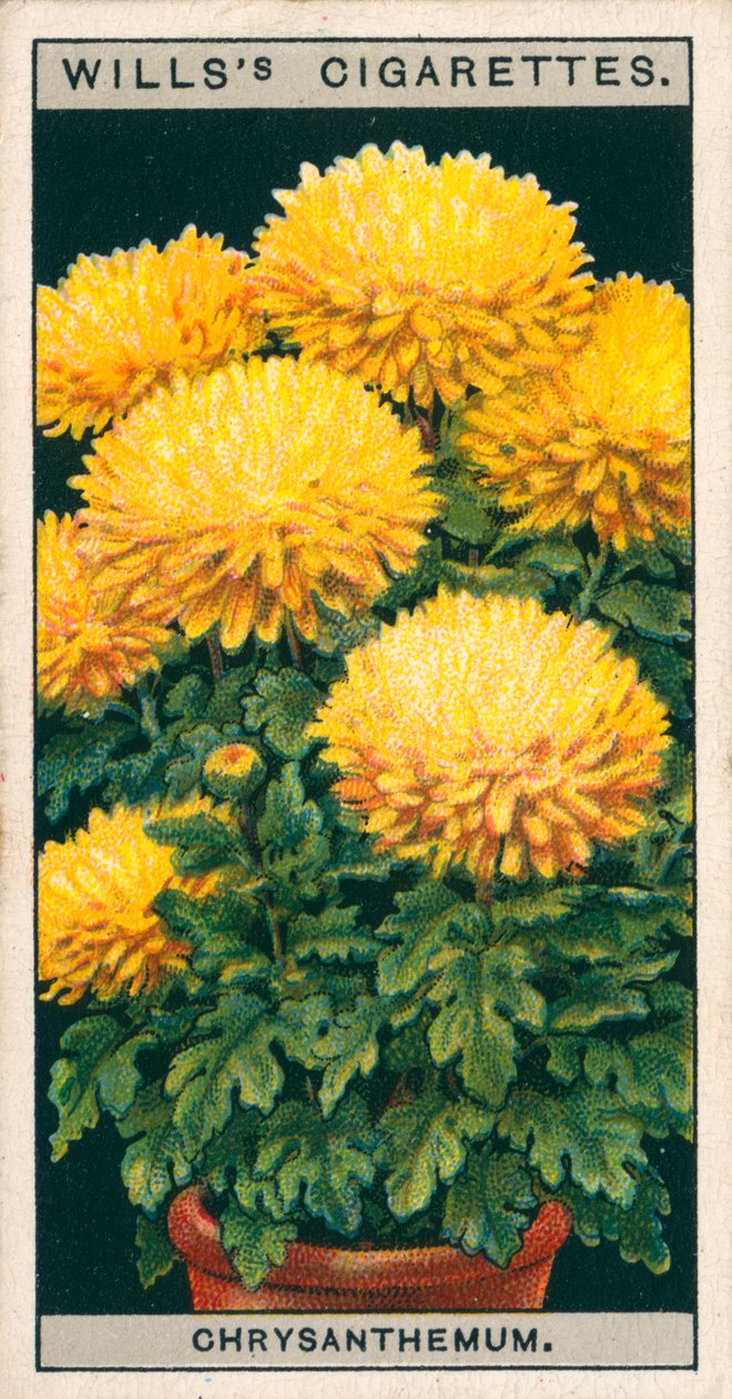 Blumenkultur in Töpfen: Zwergchrysantheme von English School