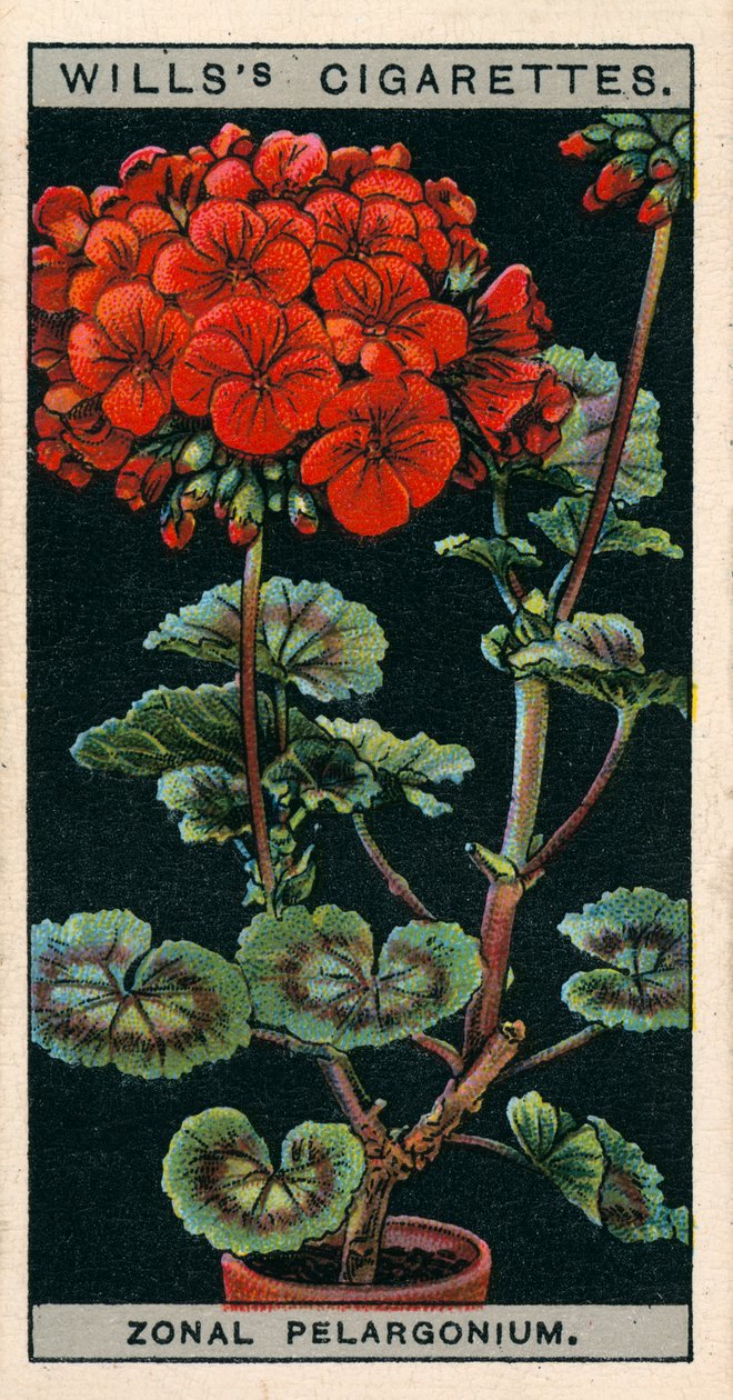 Blumenkultur in Töpfen: Zonal-Pelargonie oder Geranie von English School