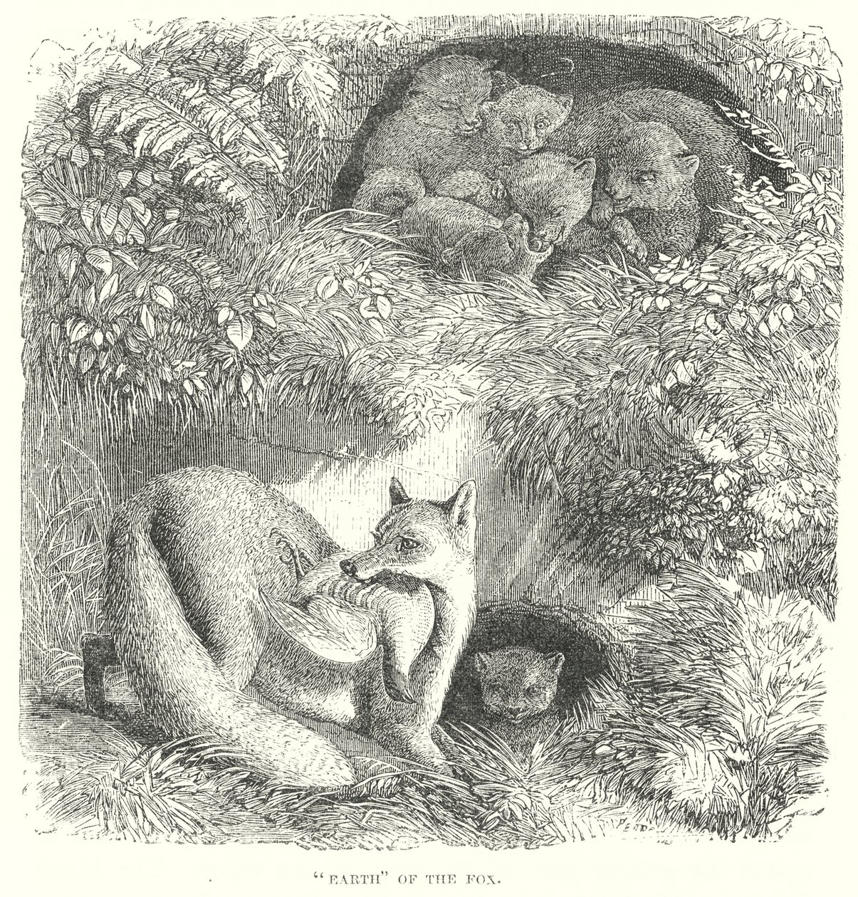 Fuchs von English School