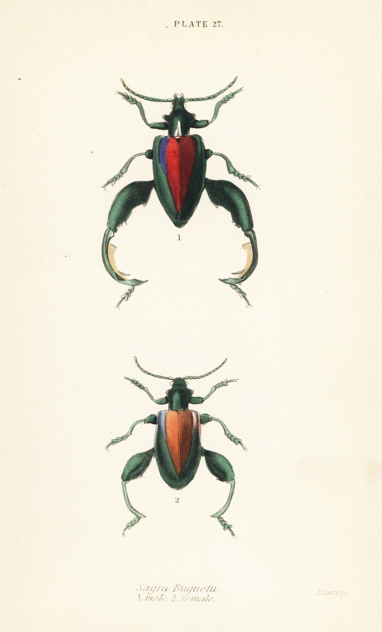 Froschkäfer oder Kängurukäfer, Sagra buqueti, Männchen und Weibchen von English School