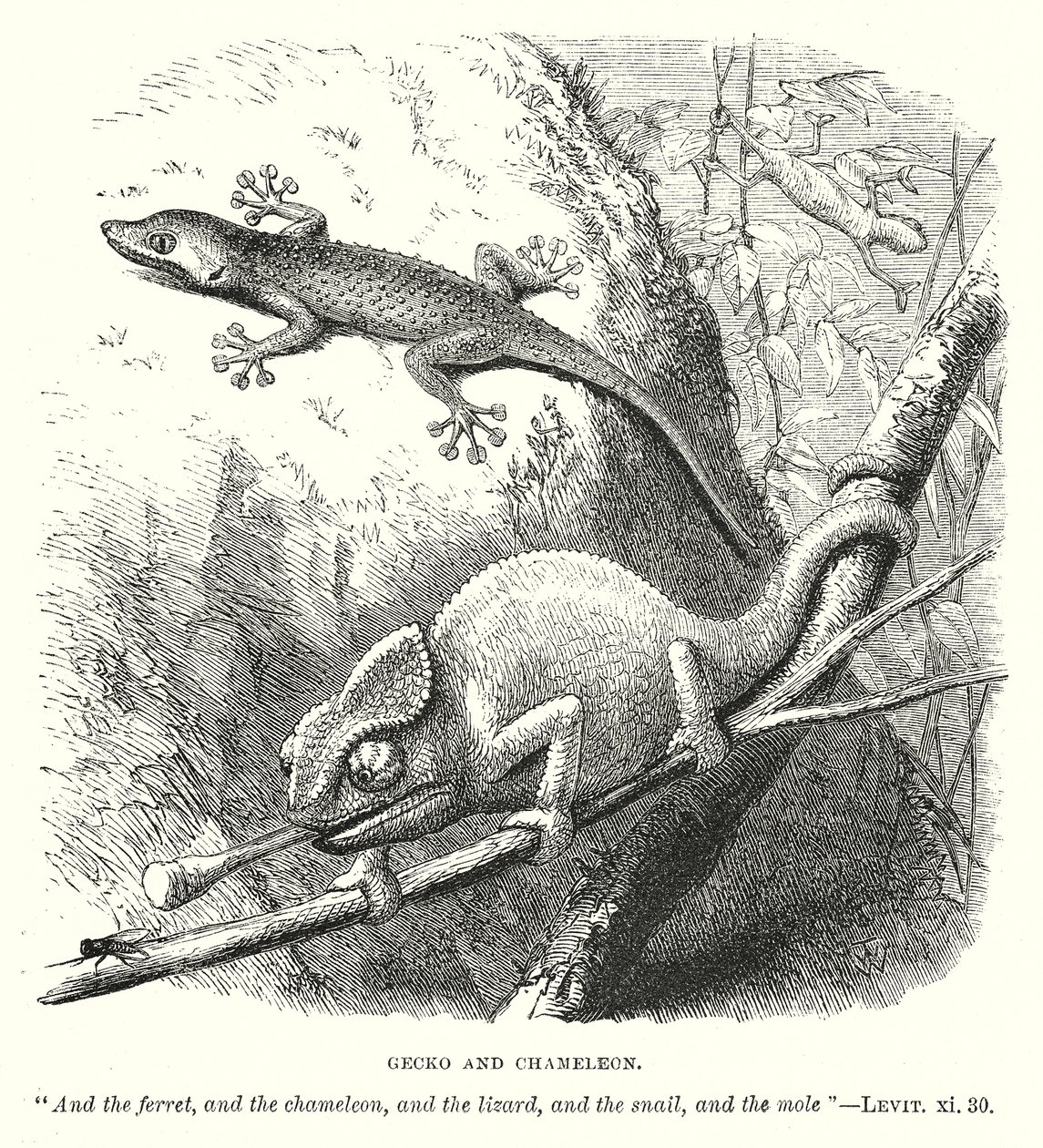 Gecko und Chamäleon (Gravur) von English School