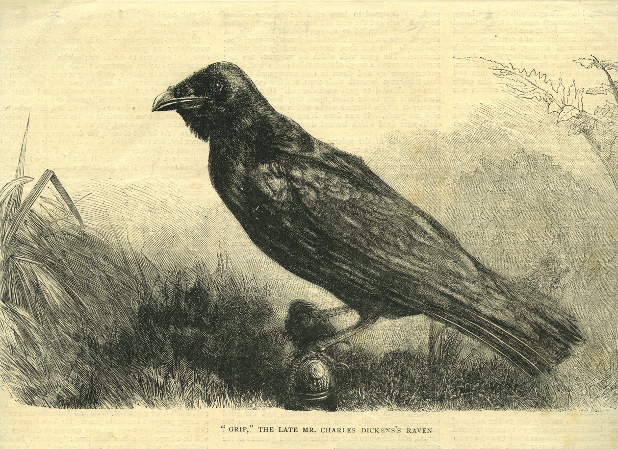 Grip, der Haustier-Rabe von Charles Dickens (Lithografie) von English School