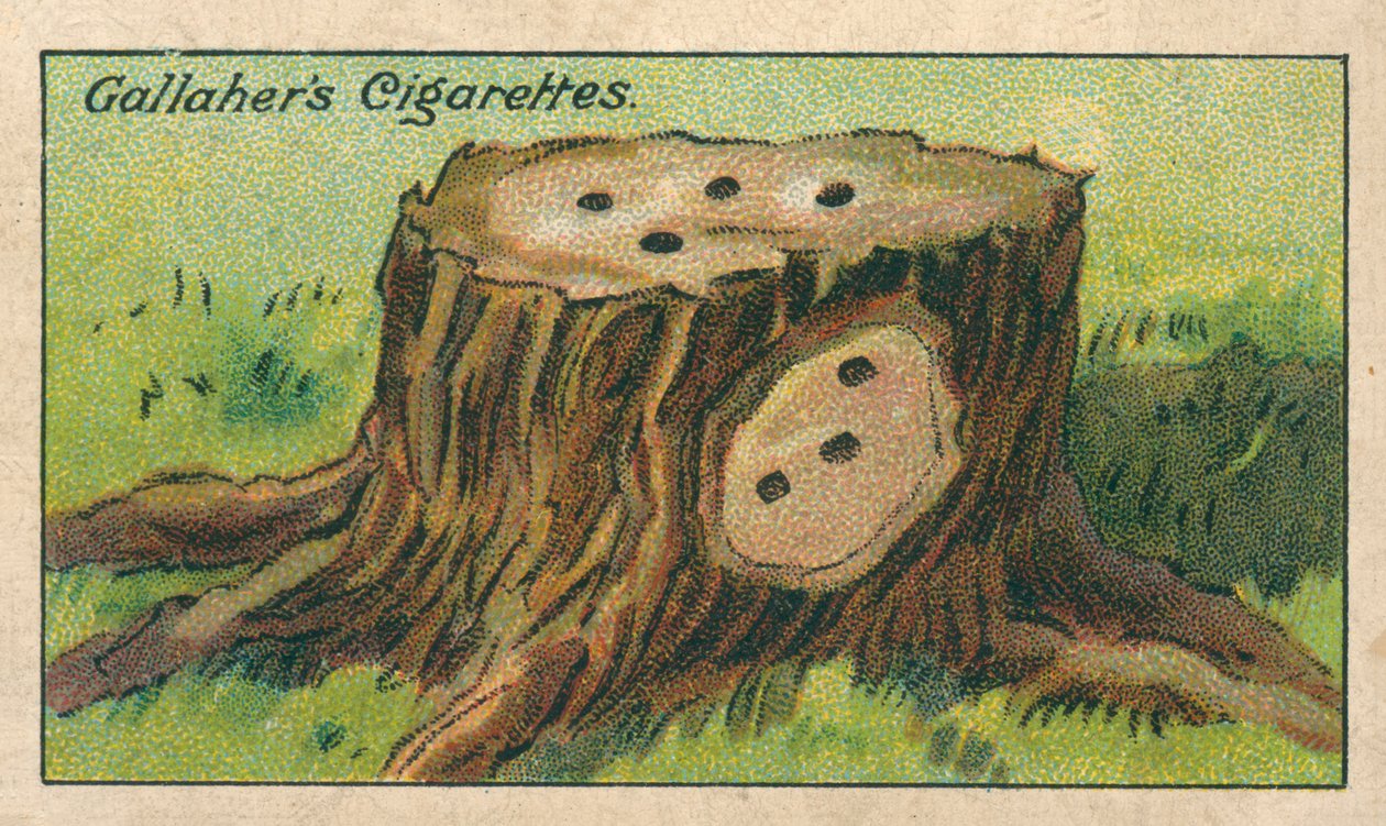 Wie man einen Baumstumpf tötet (Chromolithografie) von English School