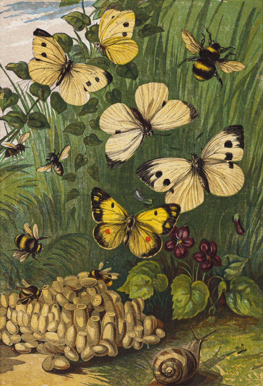 Insekten (Farblithografie) von English School