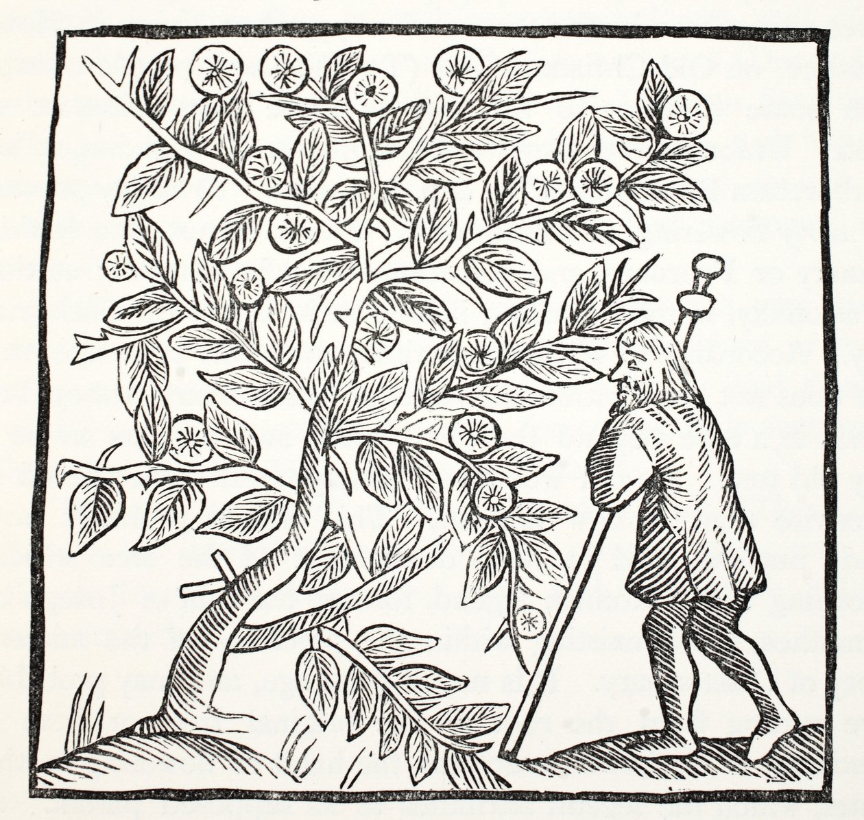 Joseph von Arimathäa und der Glastonbury-Dorn, Illustration aus Chap-books of the Eighteenth Century von John Ashton, veröffentlicht 1882 von English School