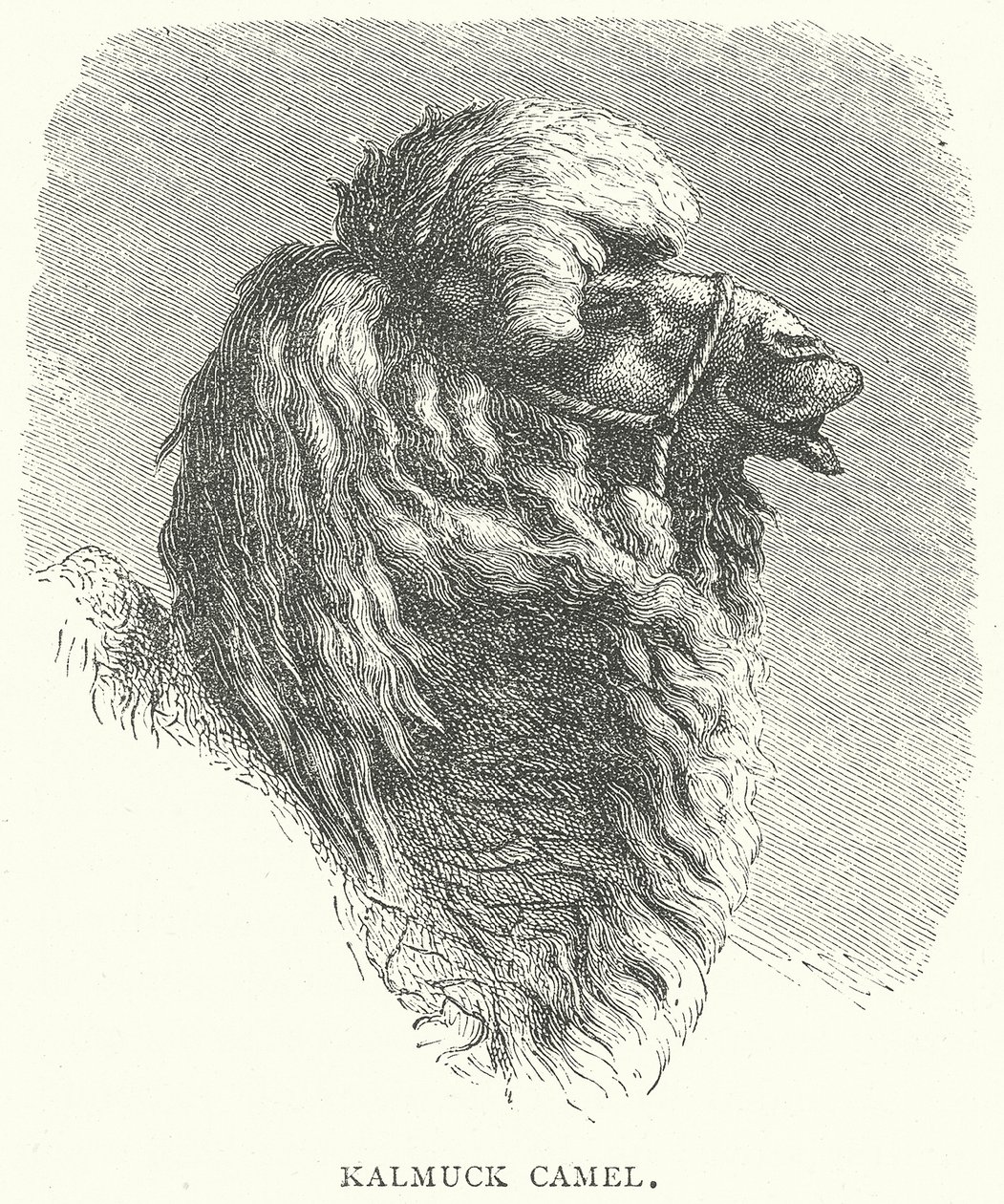 Kalmückisches Kamel von English School