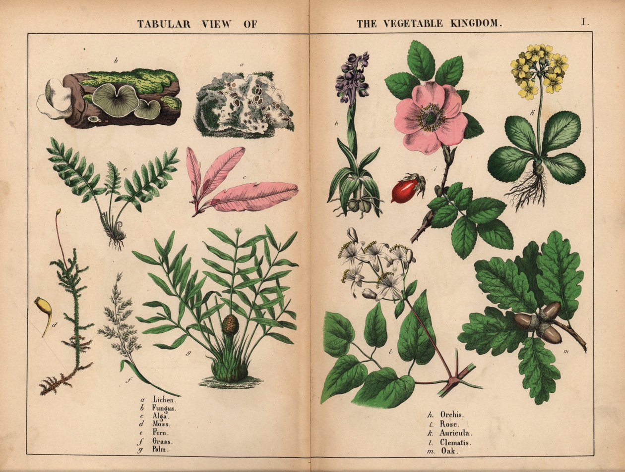 Flechte, Pilz, Alge, Moos, Farn, Gras, Palme, Orchidee, Rose, Aurikel, Clematis und Eiche, aus 