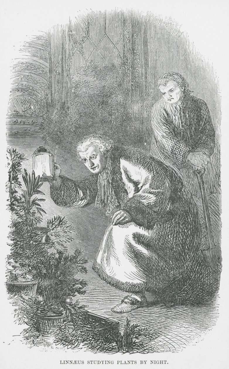 Linnaeus studiert Pflanzen bei Nacht (Gravur) von English School