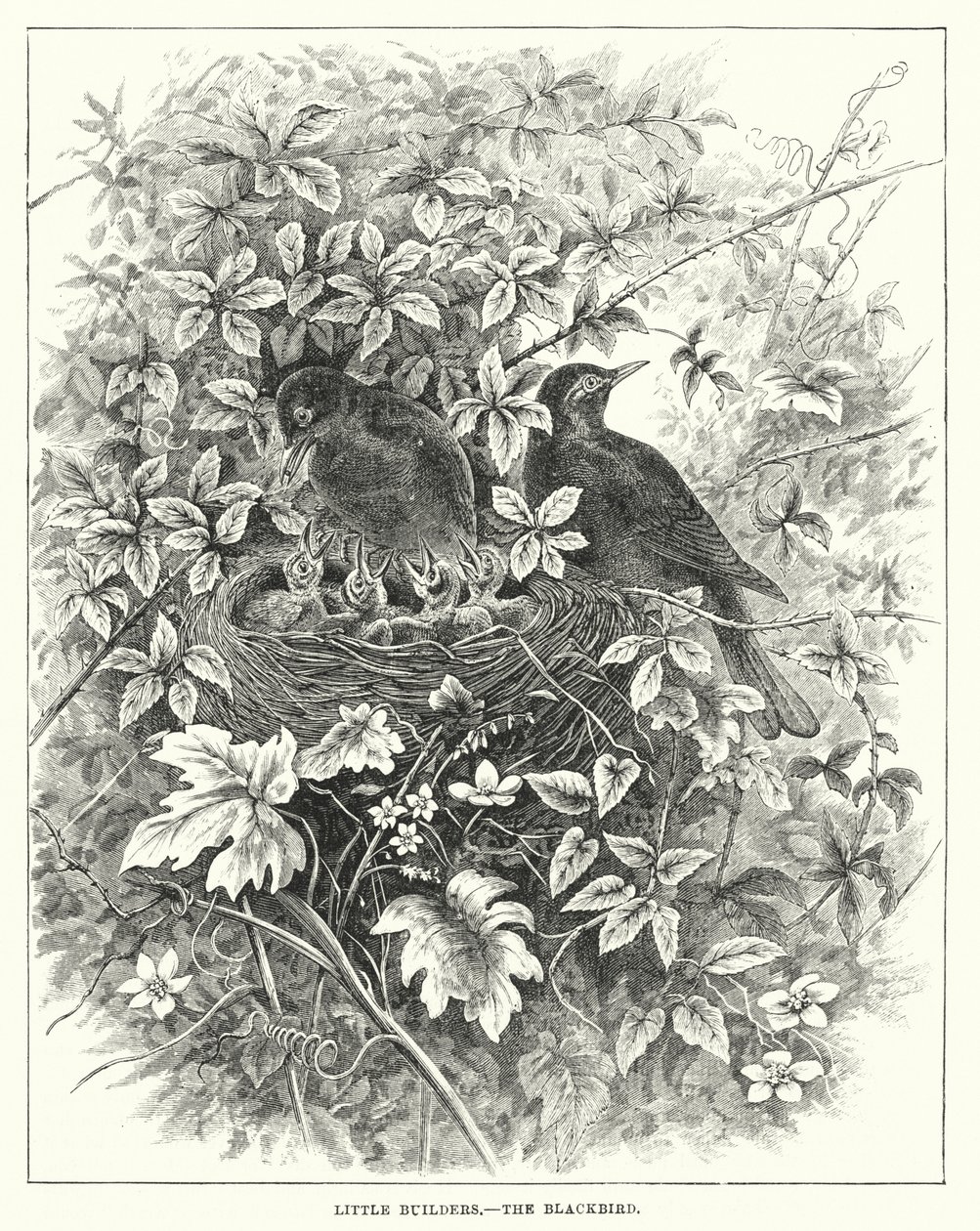 Kleine Baumeister, Die Amsel (Gravur) von English School