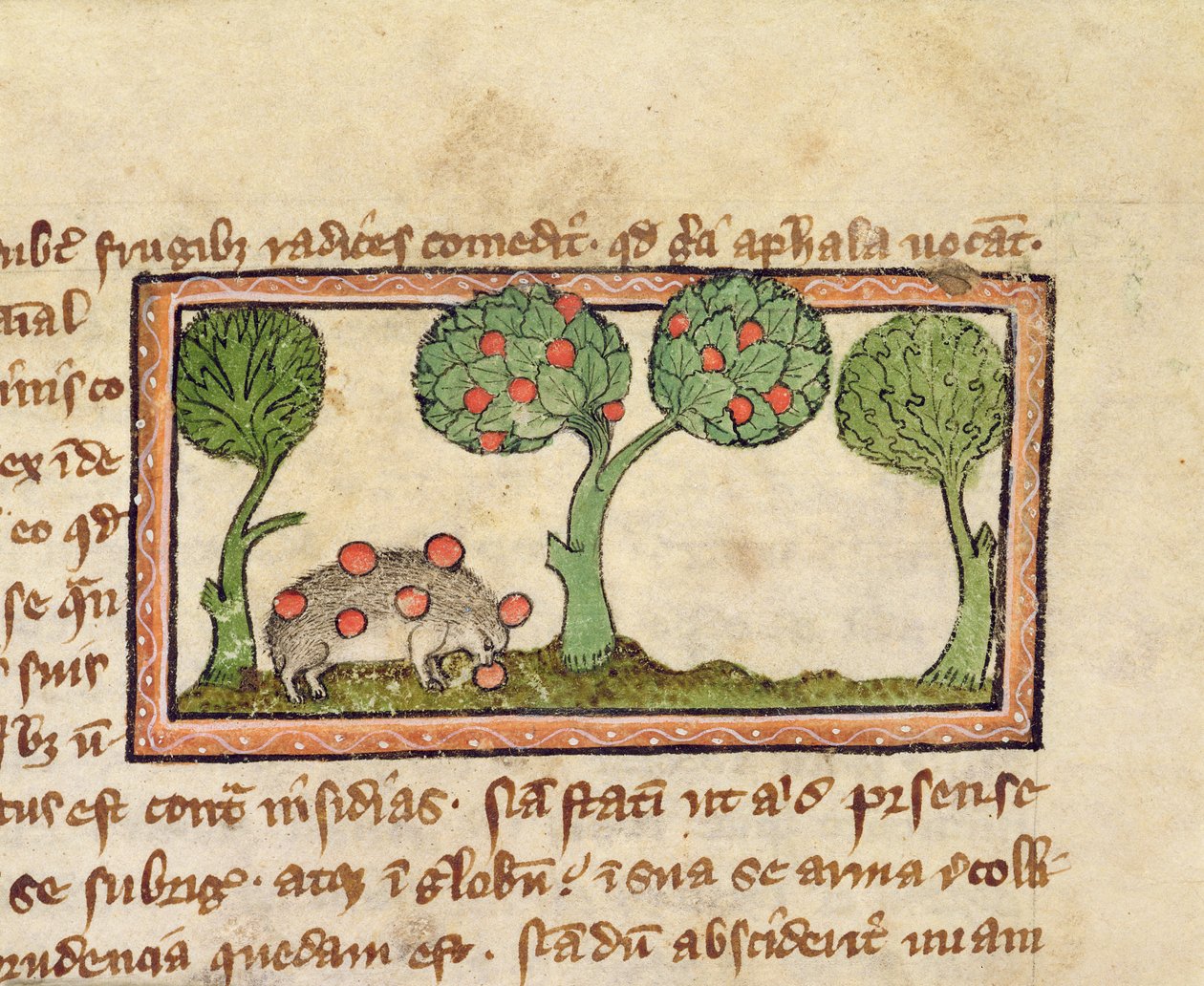 MS 379 f.13r Ein Igel, der Äpfel aufpickt, Detail aus einem Bestiarium, Englisch von English School