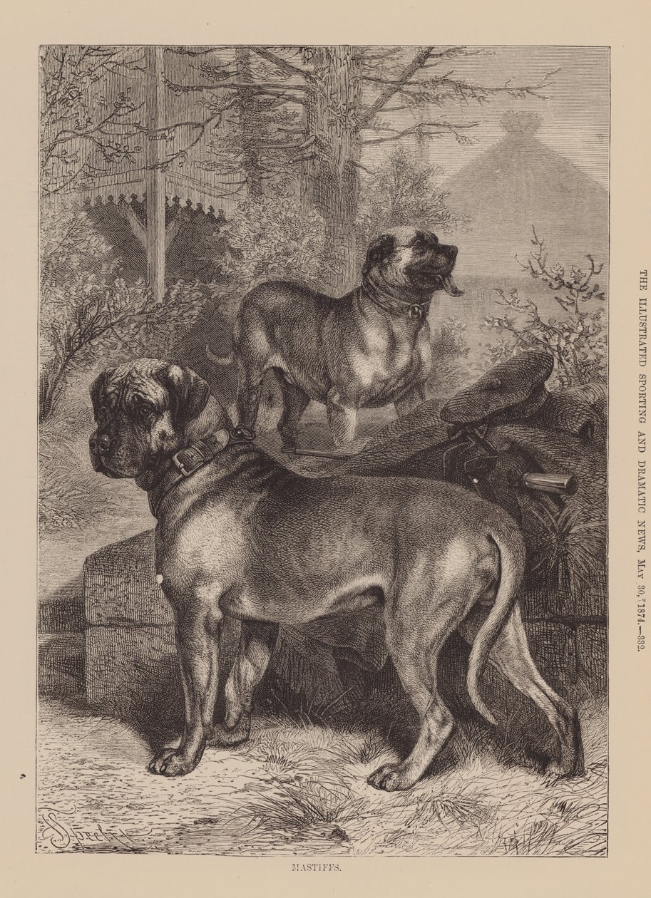 Mastiffs von English School