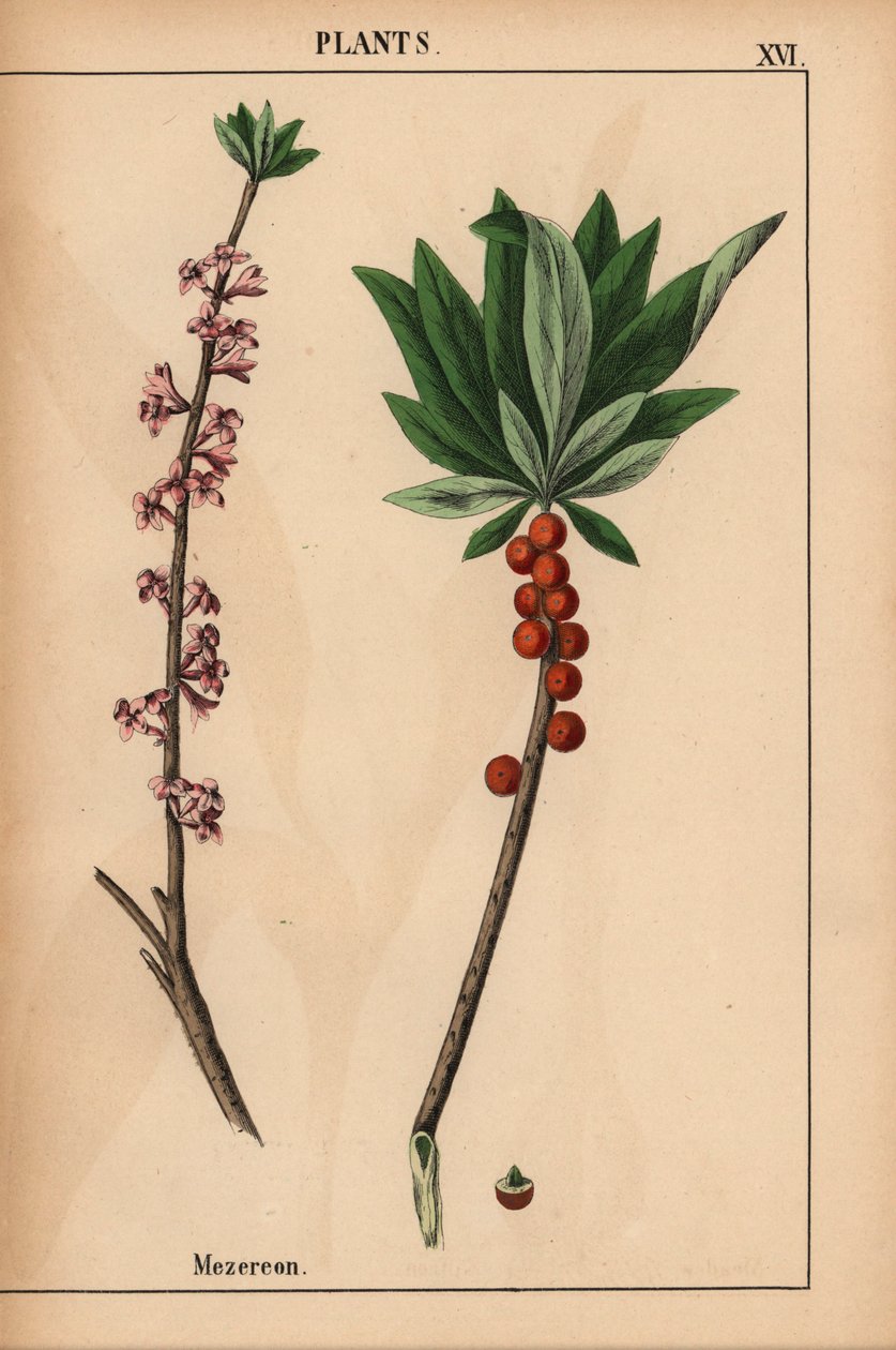 Seidelbast mit roten Beeren und rosa Blüten, aus "The Instructive Picturebook, or Lessons from the Vegetable World," [Charlotte Mary Yonge], Edinburgh von English School