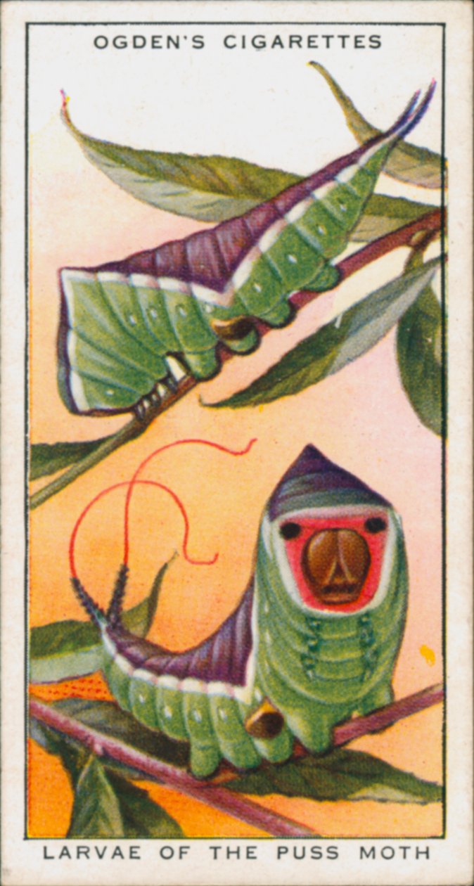 Mimikry zum Schutz, Insekten, Larven der Puss-Motte von English School