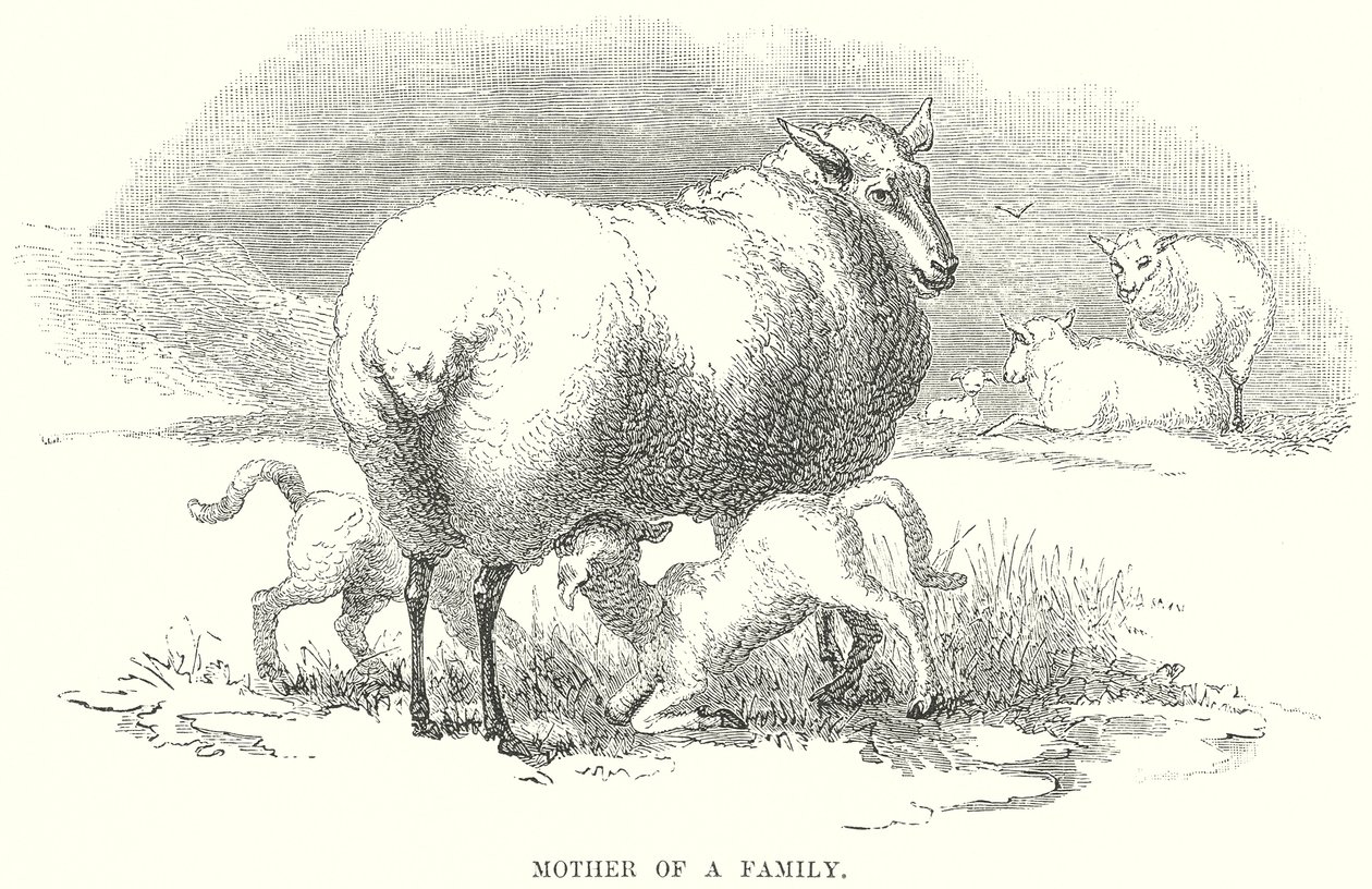 Mutter einer Familie (Gravur) von English School