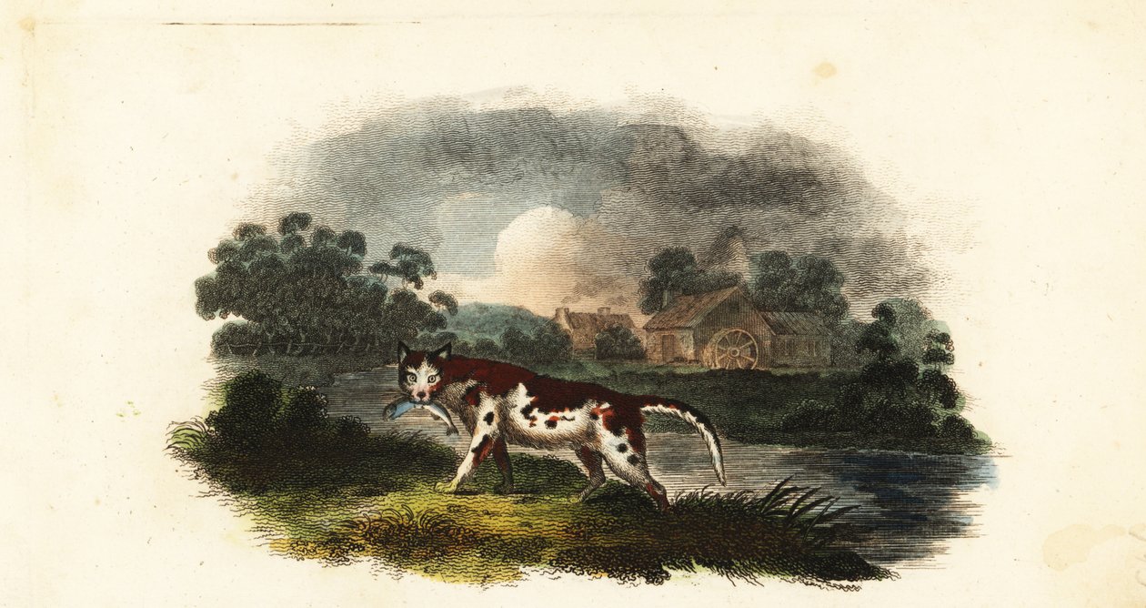 Mr. Stanleys Katze fängt eine Forelle am Weaford-Mühlenteich, nahe Lichfield. von English School
