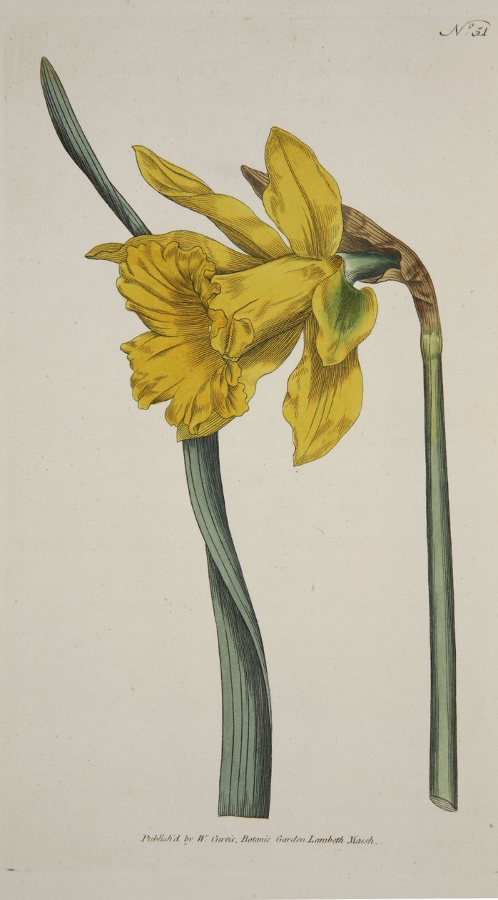 Narcissus Major (Große Narzisse), aus The Botanical Magazine or Flower Garden Displayed, veröffentlicht 1793 (handkolorierte Gravur) von English School