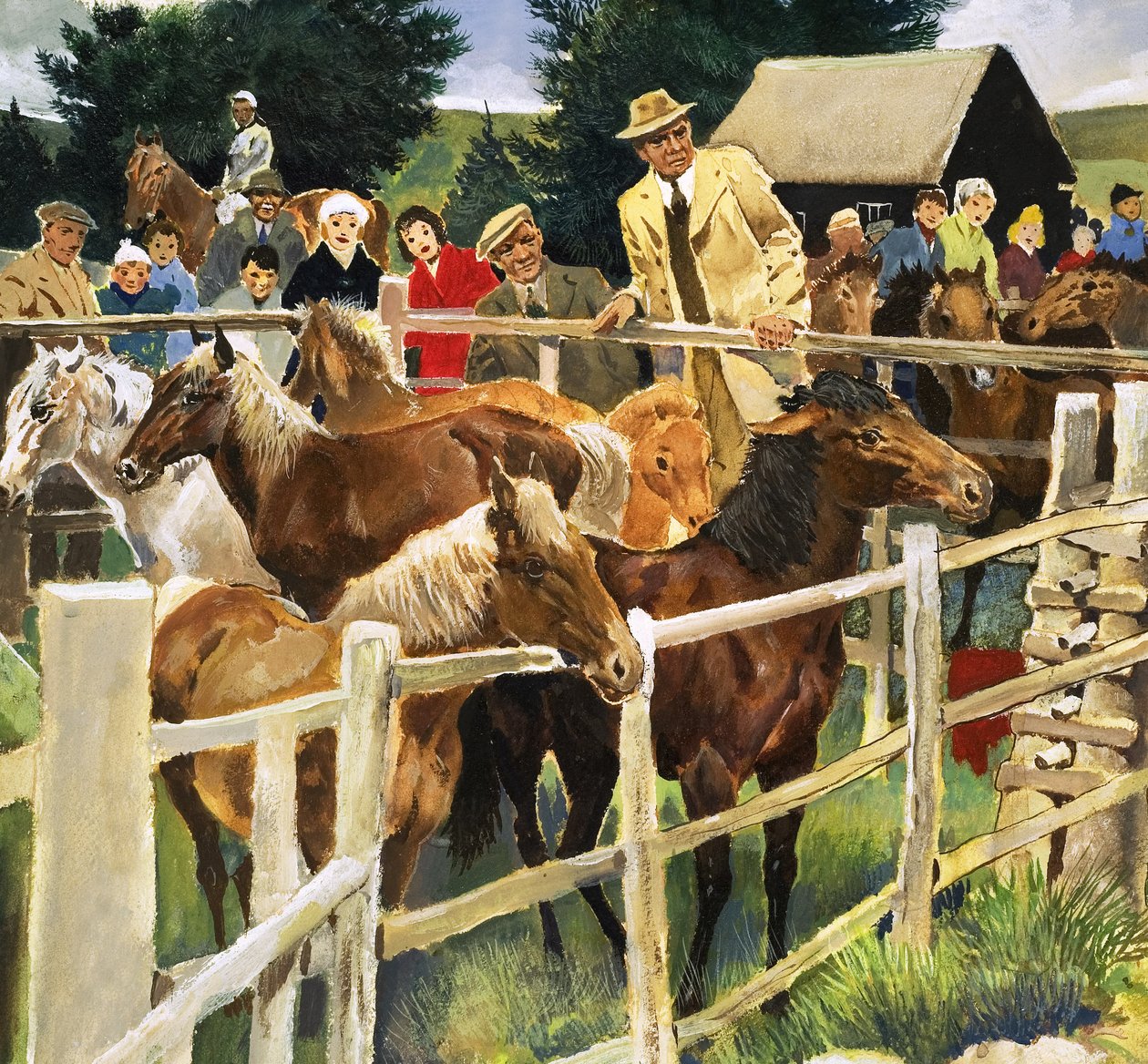New Forest Ponys zu verkaufen, Illustration aus 