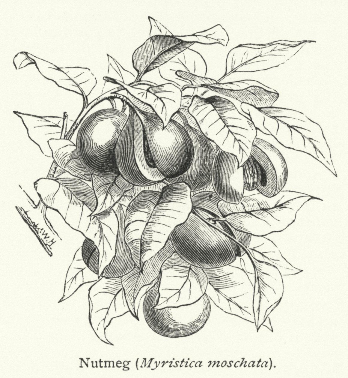 Muskatnuss (Myristica moschata) (Gravur) von English School