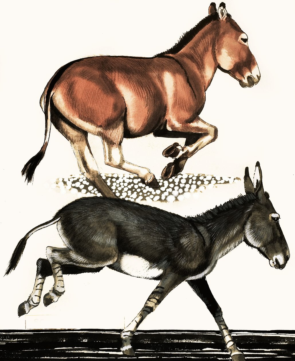 Onager und Somali-Wildesel von English School