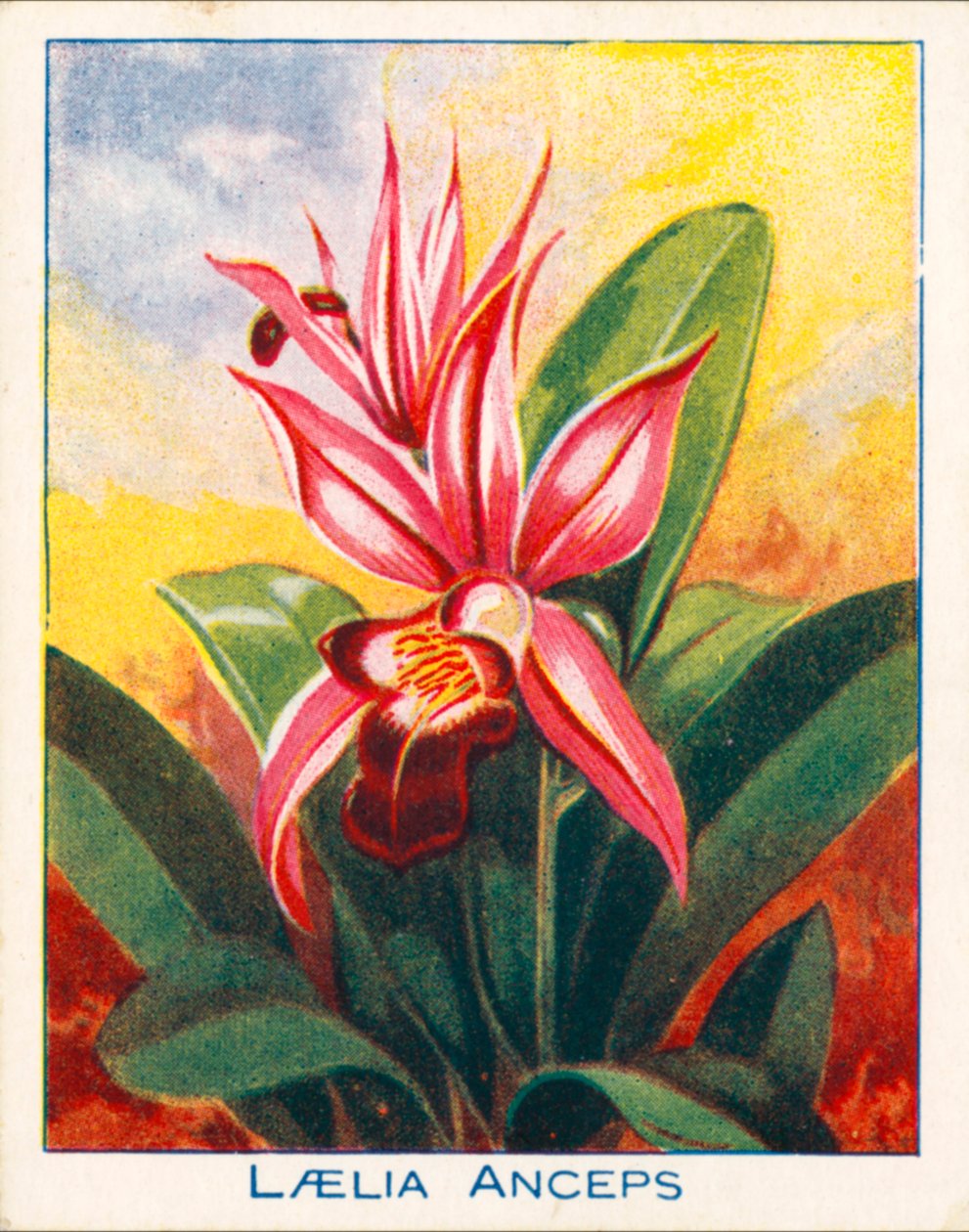 Orchideen: Laelia Anceps von English School