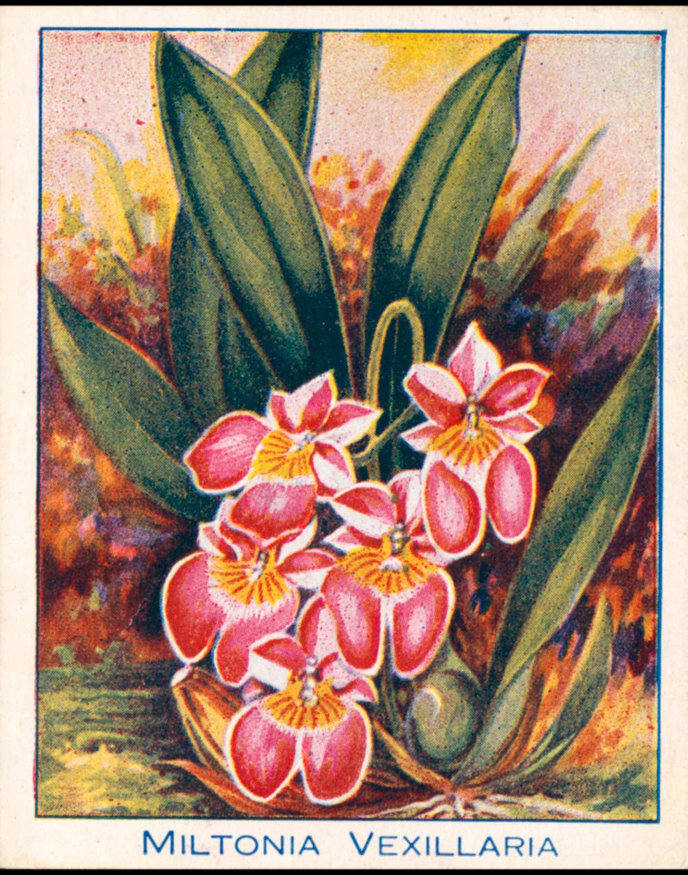 Orchideen: Miltonia Vexillaria von English School
