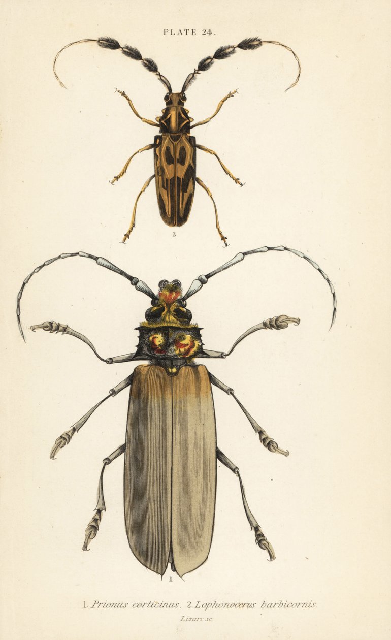 Orthomegas cinnamomeus Prionus corticinus 1, und Batus barbicornis, Lophonocerus barbicornis 2 von English School