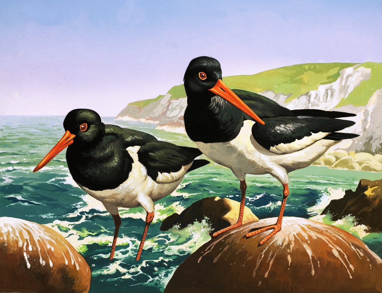 Austernfischer, Illustration aus 