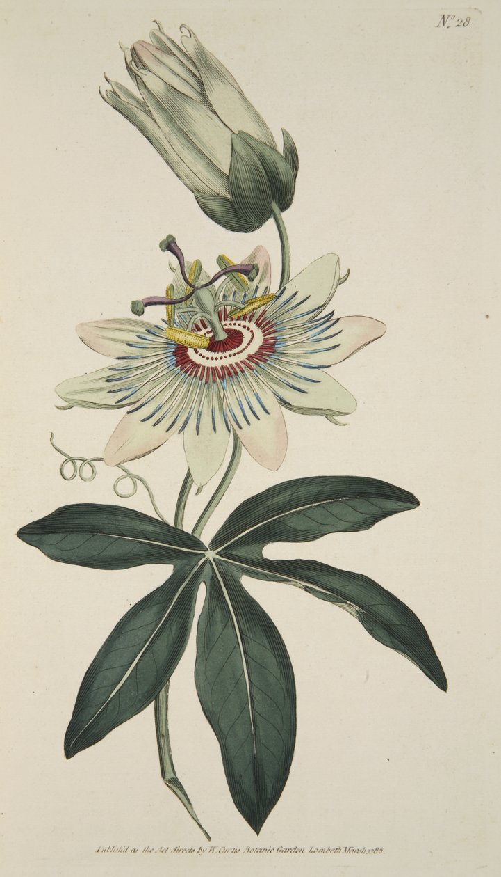 Passiflora Coerulea (Blaue Passionsblume), aus The Botanical Magazine oder Flower Garden Displayed, veröffentlicht 1786 von English School
