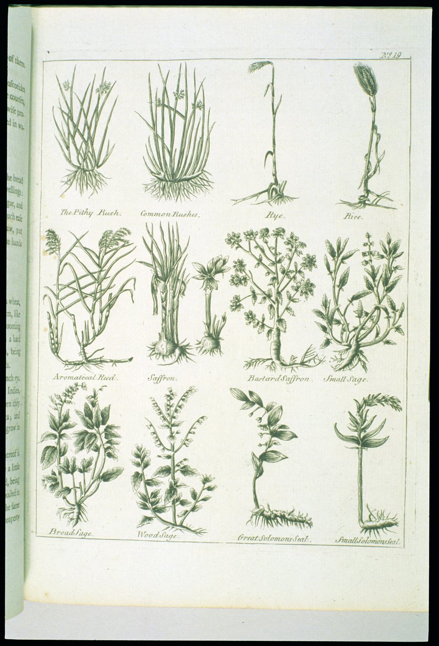 Pflanzen aus Culpepers English Physician and Complete Herbal, veröffentlicht 1790 von English School