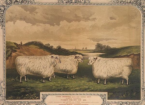 Preisgekrönte Cotswold-Schafe, gefüttert mit Nahrung, gewürzt mit Thorley
