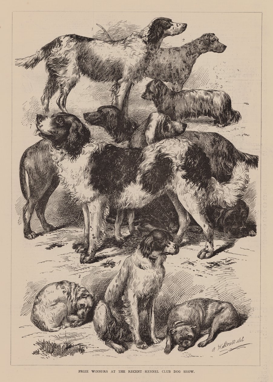 Preisträger der jüngsten Kennel Club Dog Show von English School
