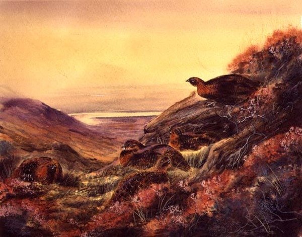Rothuhn im Moorland, ca. 1890 von English School