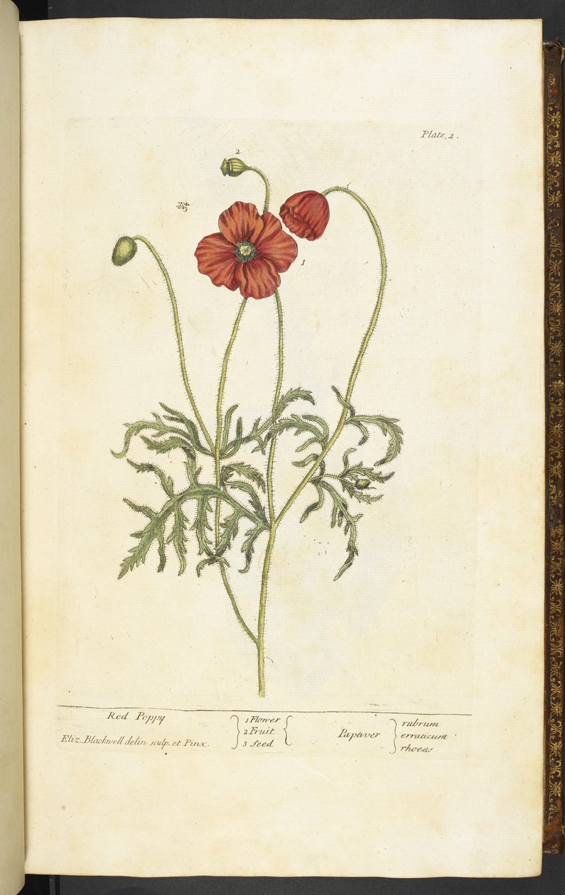 Roter Mohn, Tafel 2 aus 