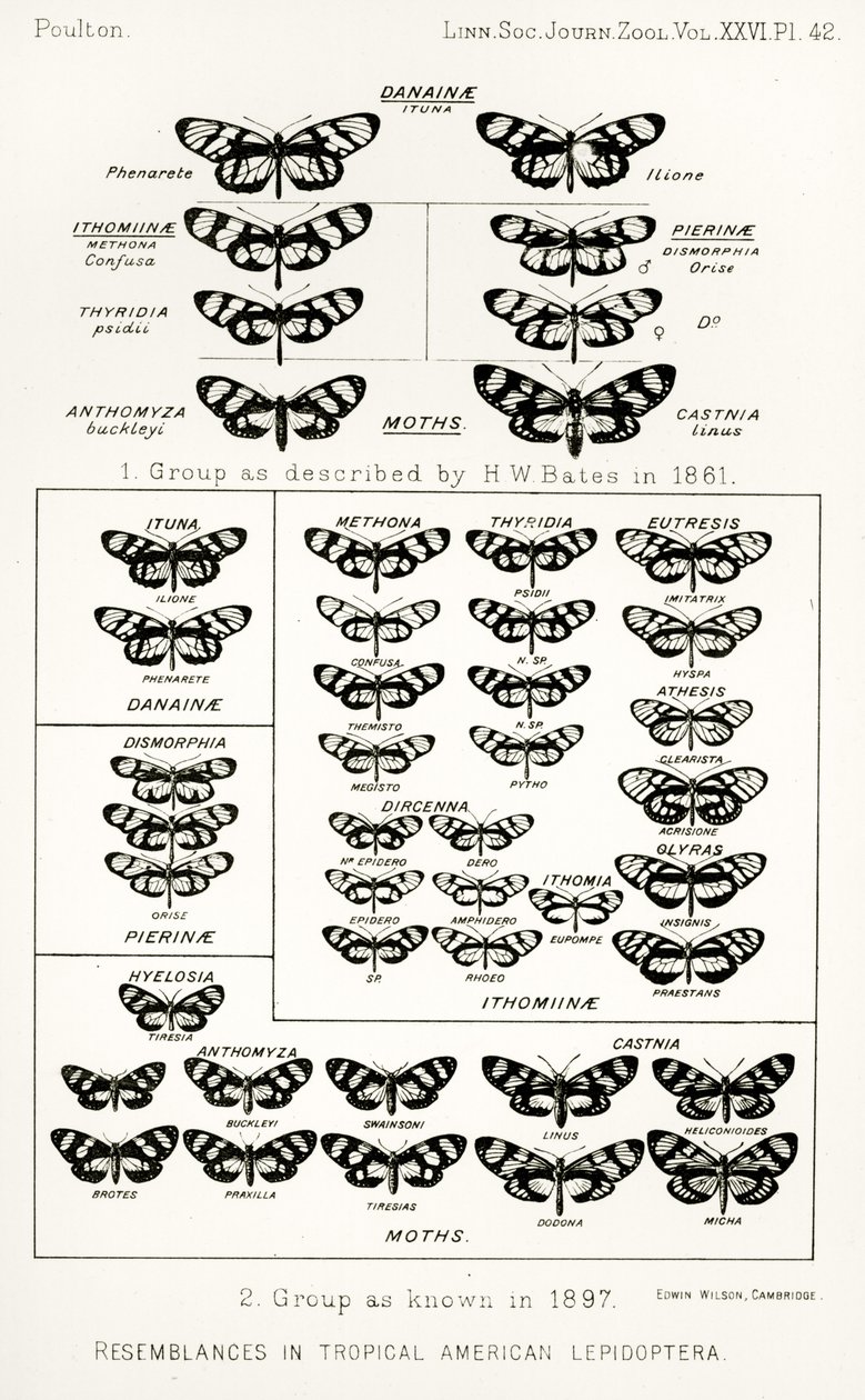 Ähnlichkeiten in tropischen amerikanischen Schmetterlingen, Illustration aus The Hope Reports, Bd. II, 1897-1900, herausgegeben von Edward B. Poulton, Oxford, 1901 von English School
