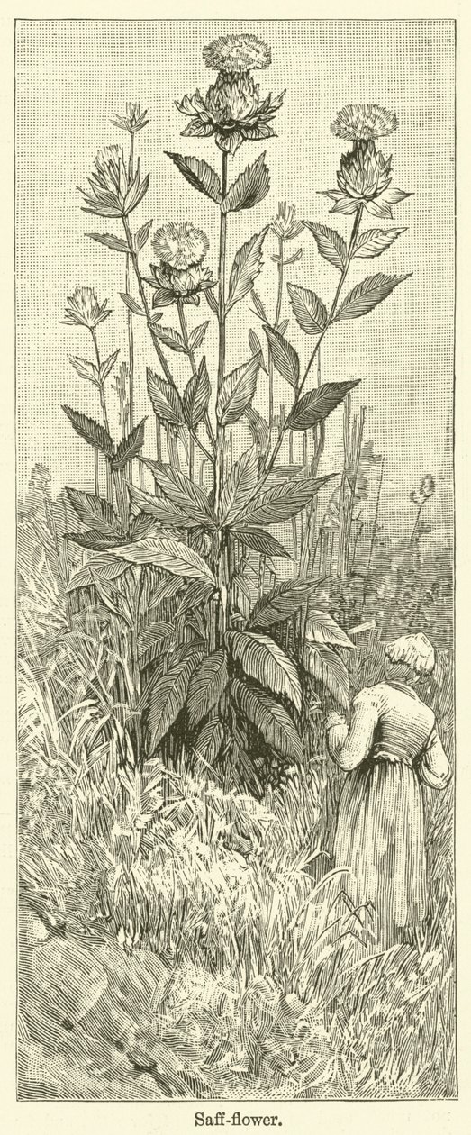Safranblume von English School