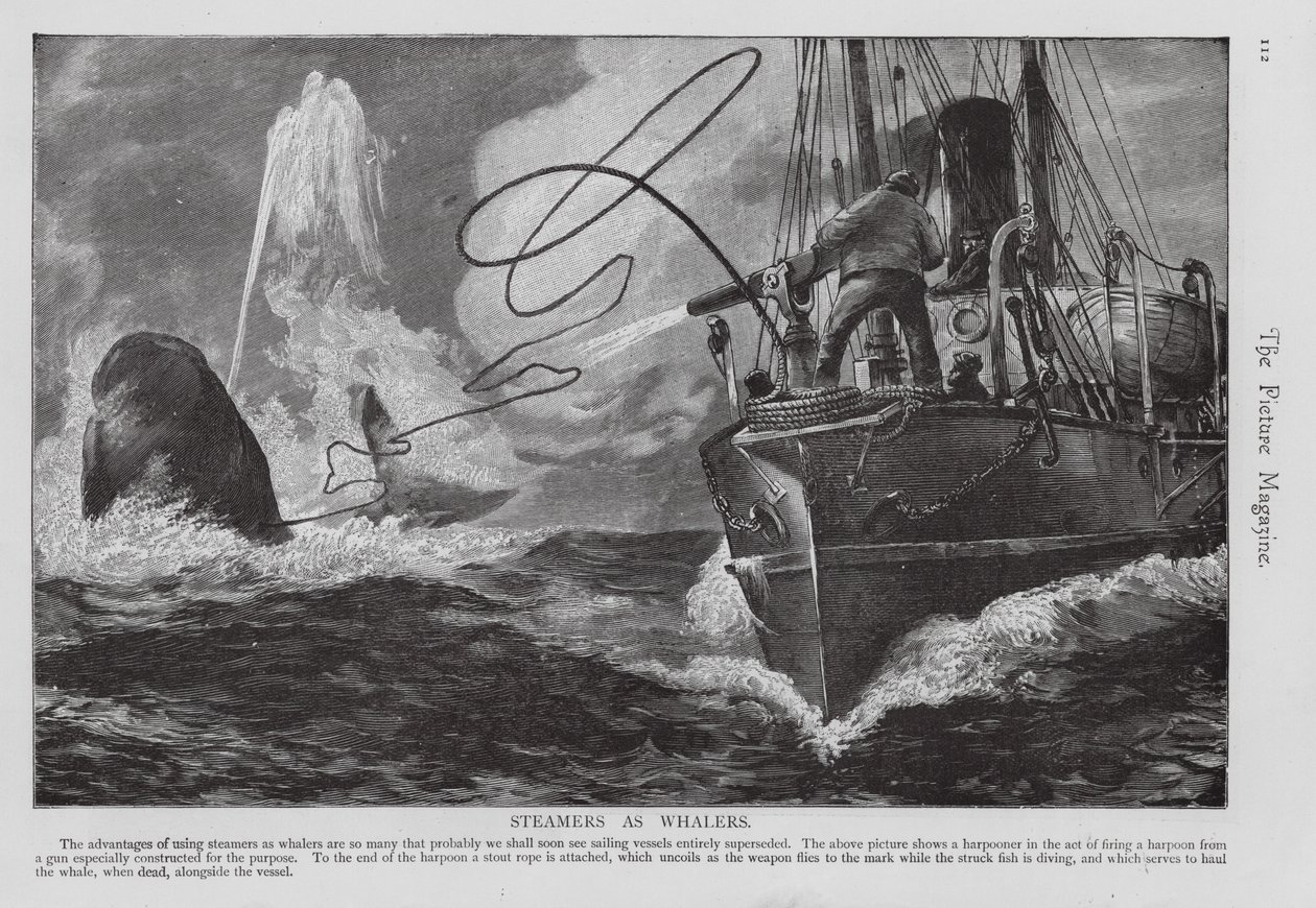 Dampfer als Walfangschiff genutzt (Gravur) von English School