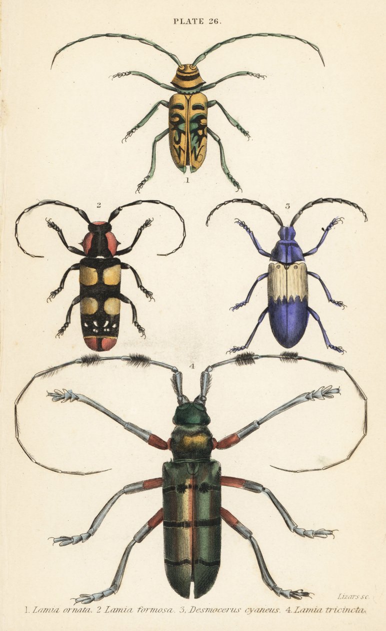 Sternotomis pulchra, Tragocephala formosa, Holunderbohrer, Desmocerus palliatus und Thysia wallichii von English School