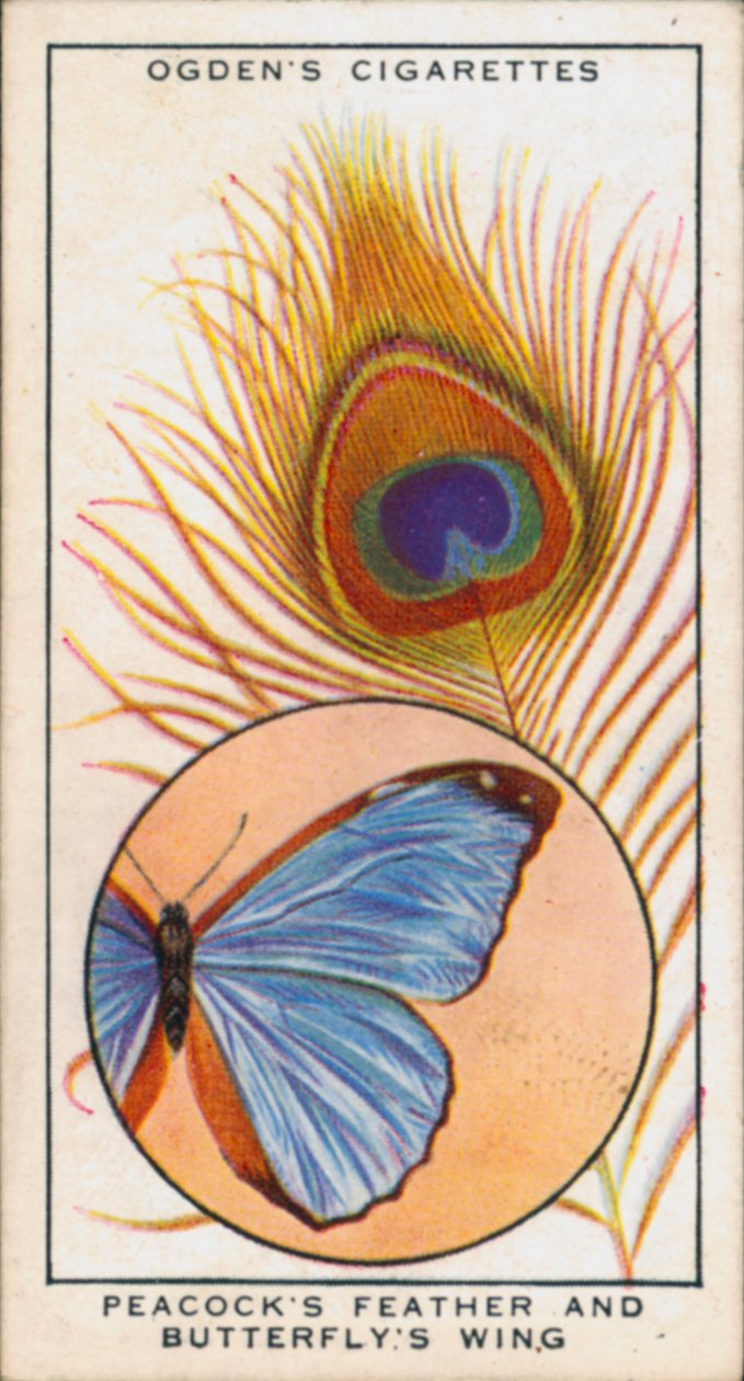 Strukturfarben in Kombination mit Pigment, Pfauenfeder und Schmetterlingsflügel von English School