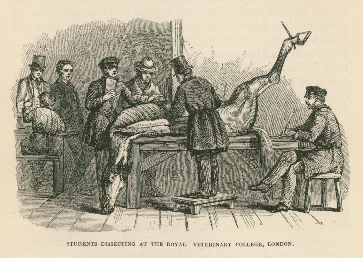 Studenten sezieren am Royal Veterinary College, London von English School