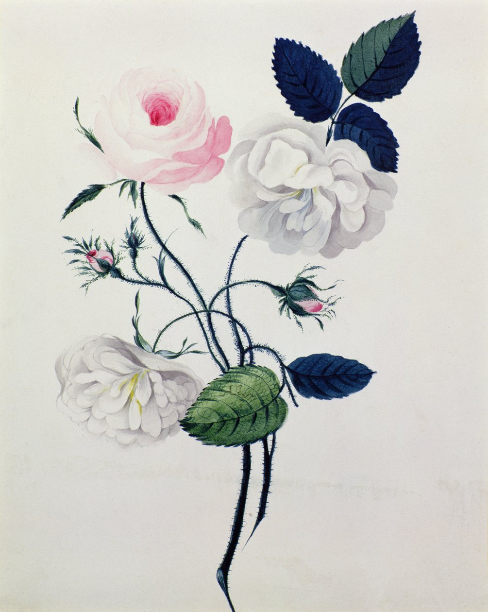 Studie von weißen und rosa Rosen, ca. 1820 von English School