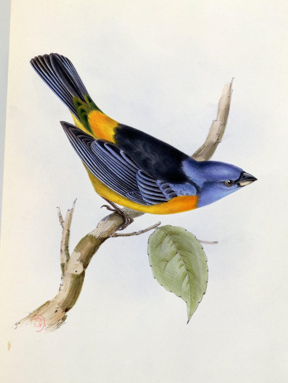 Tanagra Darwini, Tafel 34 aus Die Zoologie der Reise der H.M.S. Beagle 1832-36, von Charles Darwin, 1840 von English School