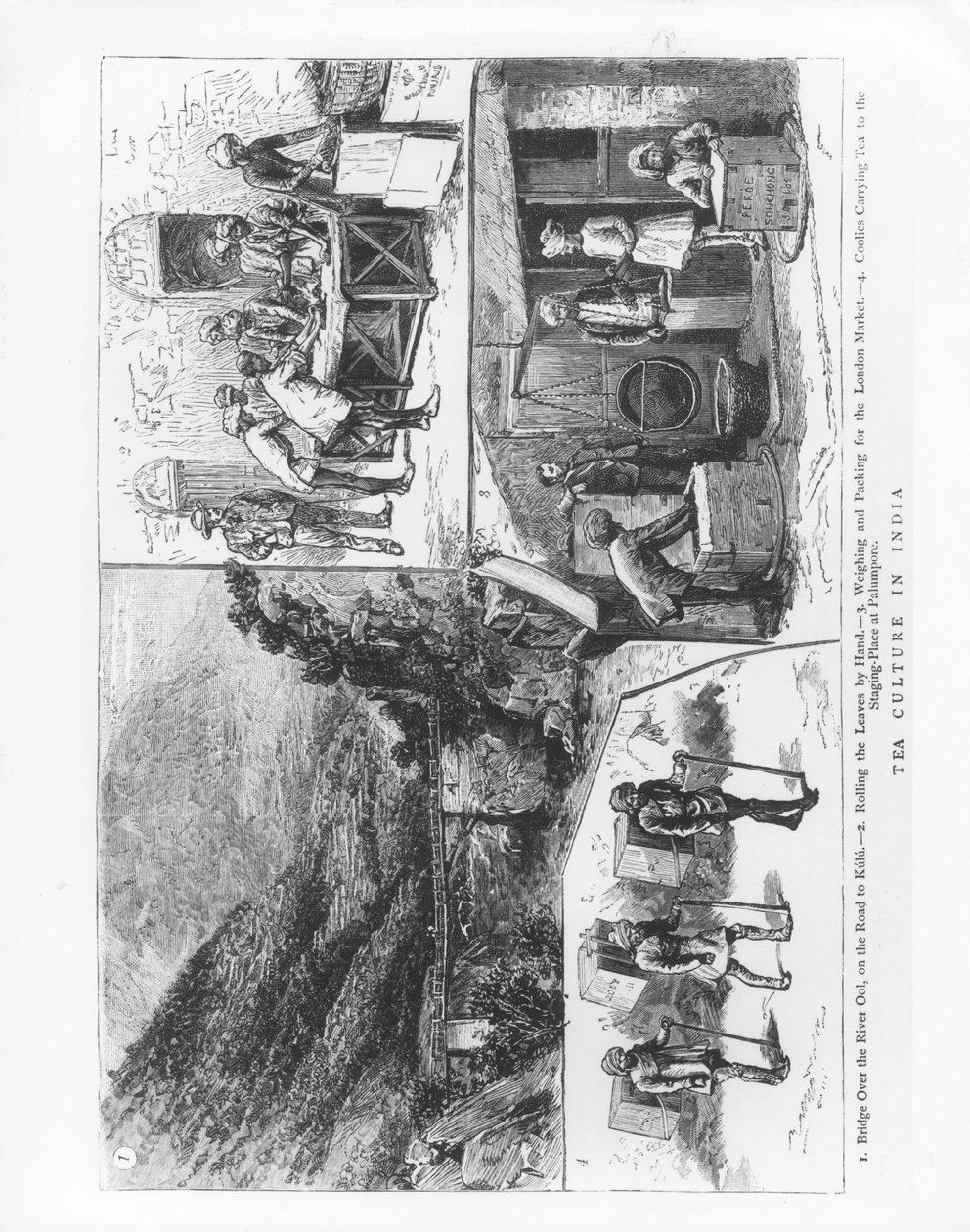 Teekultur in Indien, 1883 von English School