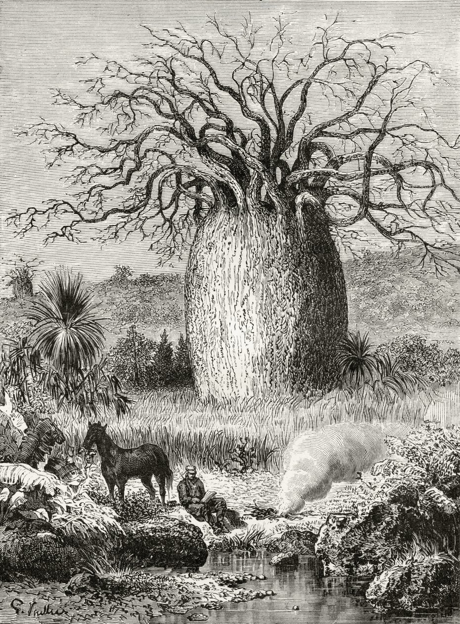 Der Flaschenbaum, aus 