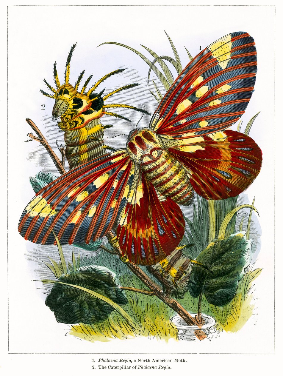 Das Schmetterlingsvivarium von English School