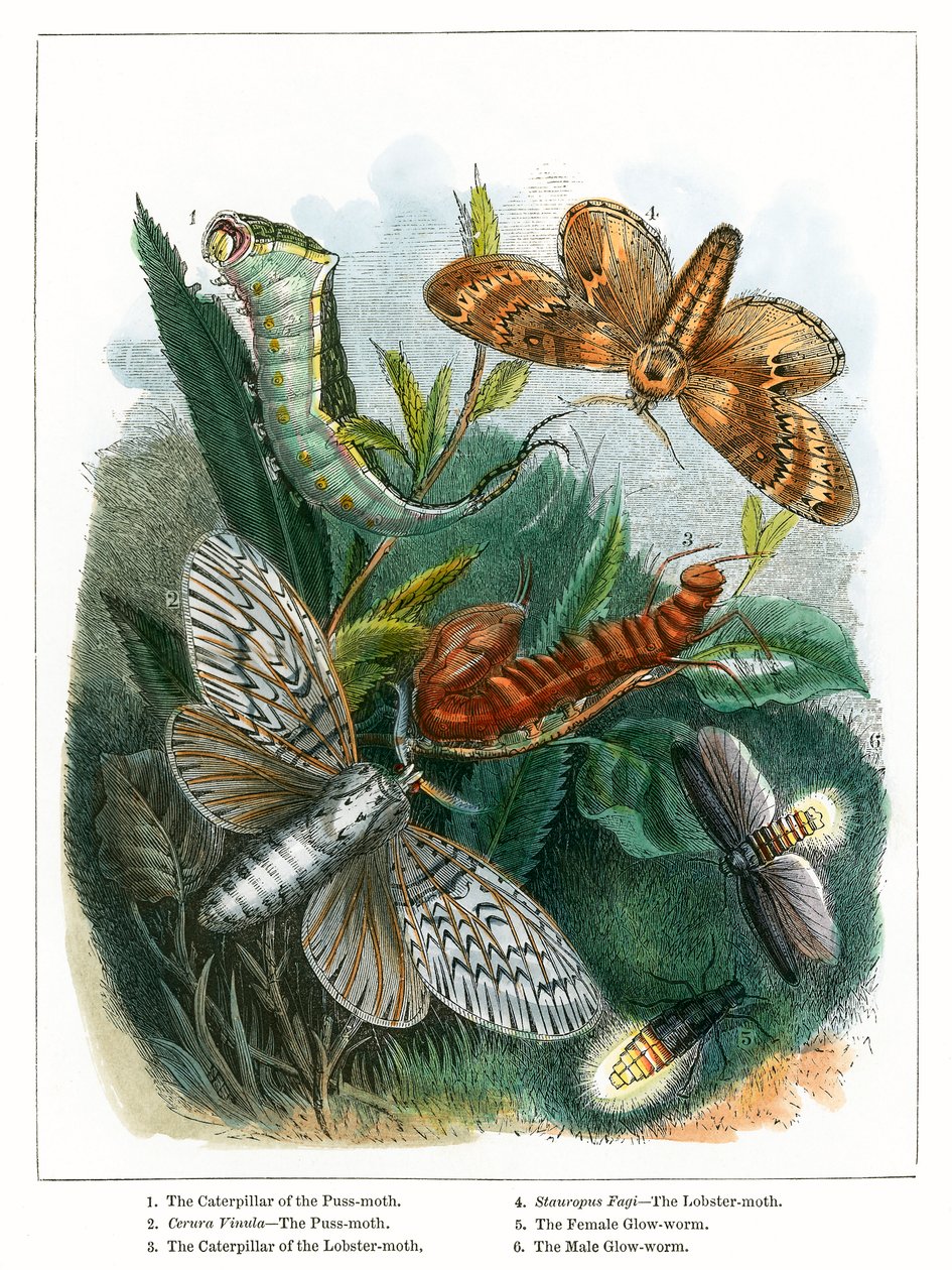 Das Schmetterlingsvivarium (farbige Gravur) von English School