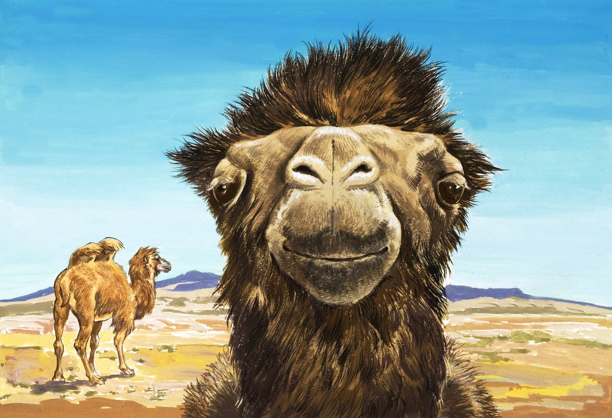 Das Kamel, Illustration aus 
